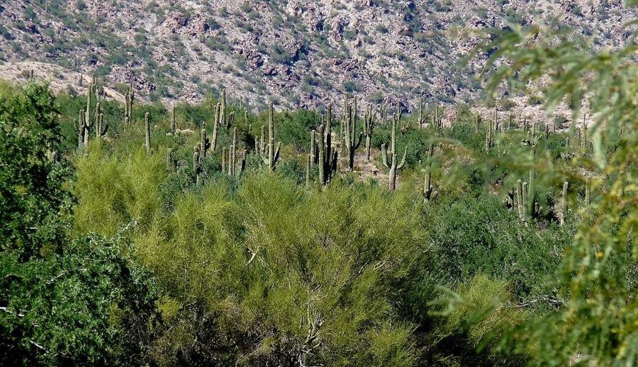 Cactus forest in White Tank Mountain Regional Park